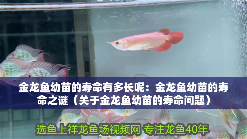 金龍魚幼苗的壽命有多長呢：金龍魚幼苗的壽命之謎（關于金龍魚幼苗的壽命問題）