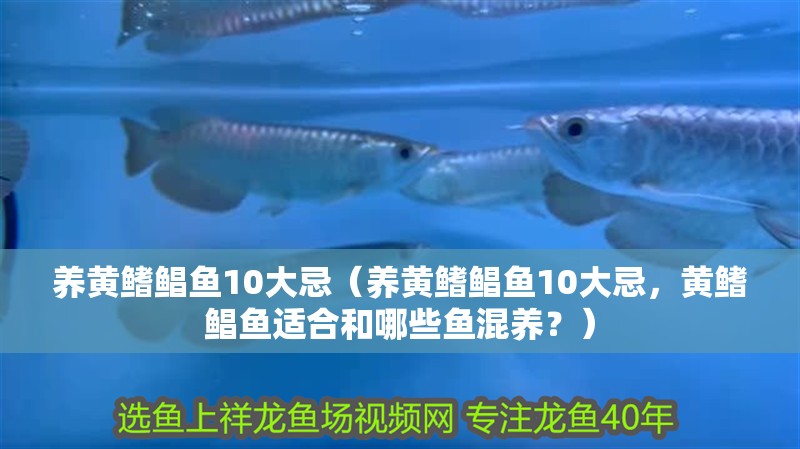 養黃鰭鯧魚10大忌（養黃鰭鯧魚10大忌，黃鰭鯧魚適合和哪些魚混養？） 養黃鰭鯧魚10大忌（養黃鰭鯧魚10大忌，黃鰭鯧魚適合和哪些魚混養？） 觀賞魚百科