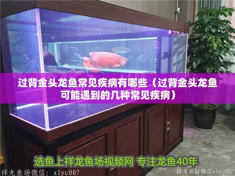 過背金頭龍魚常見疾病有哪些(過背金頭龍魚可能遇到的幾種常見疾病)