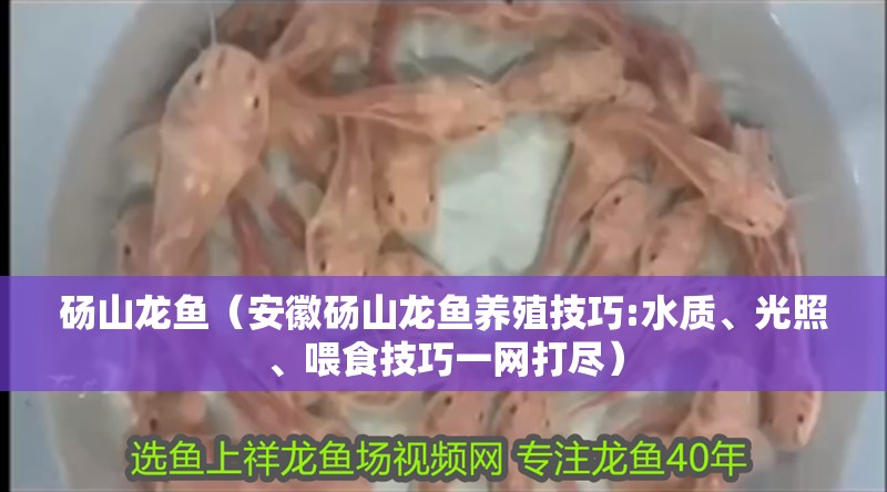 碭山龍魚（安徽碭山龍魚養殖技巧:水質、光照、喂食技巧一網打盡）