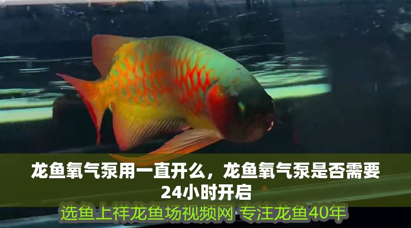 龍魚氧氣泵用一直開么，龍魚氧氣泵是否需要24小時開啟