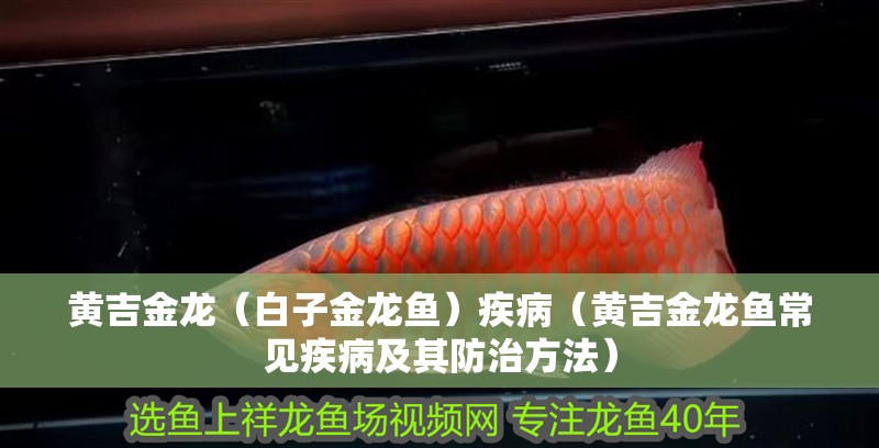 黃吉金龍（白子金龍魚(yú)）疾病（黃吉金龍魚(yú)常見(jiàn)疾病及其防治方法）