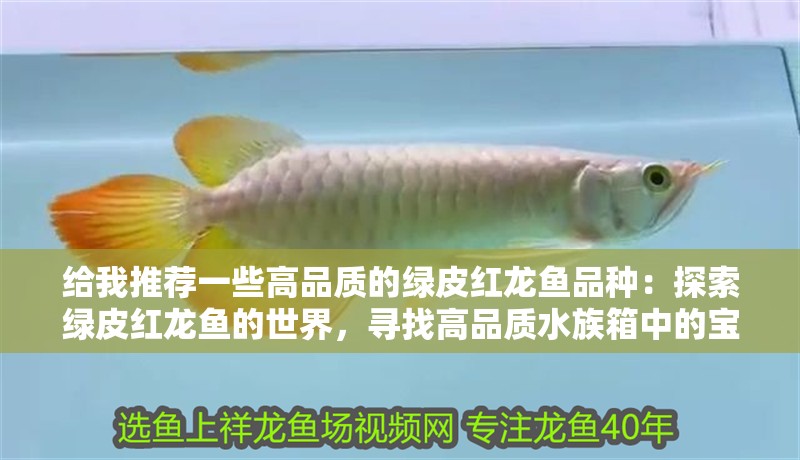給我推薦一些高品質的綠皮紅龍魚品種：探索綠皮紅龍魚的世界，尋找高品質水族箱中的寶石（高品質的綠皮紅龍魚）