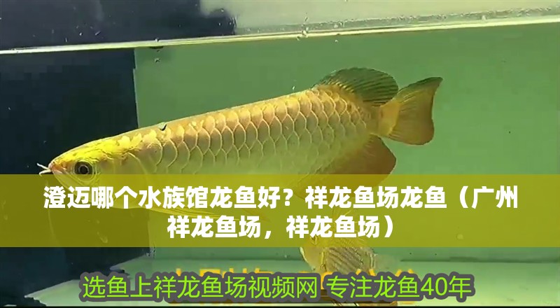 澄邁哪個水族館龍魚好？祥龍魚場龍魚（廣州祥龍魚場，祥龍魚場）