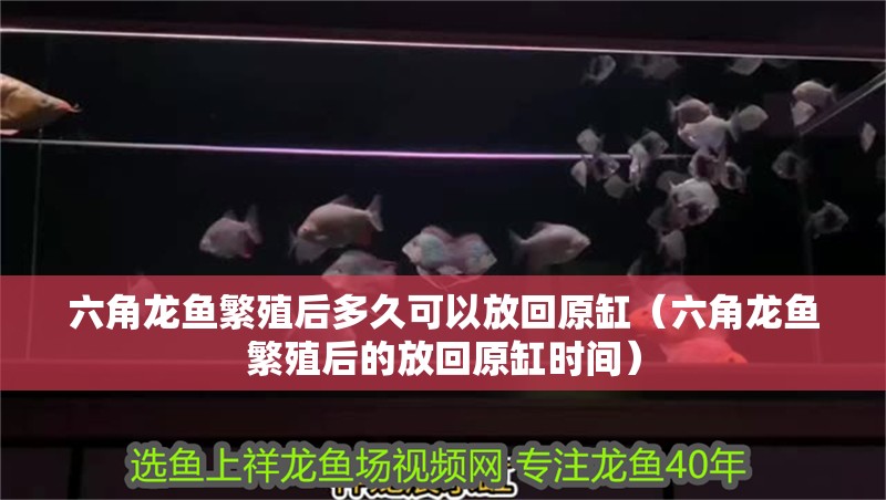 六角龍魚繁殖后多久可以放回原缸（六角龍魚繁殖后的放回原缸時間）