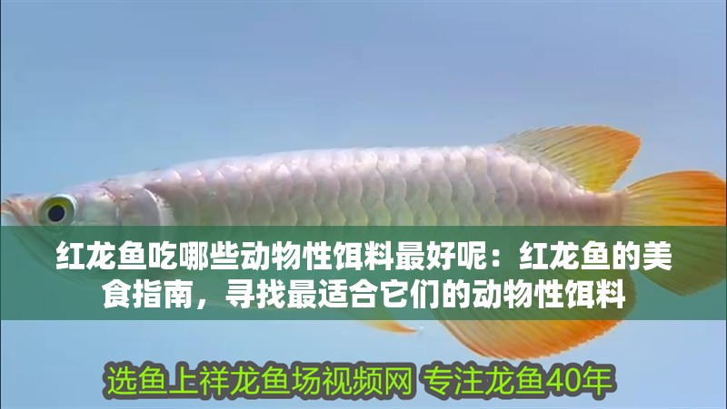 紅龍魚吃哪些動物性餌料最好呢：紅龍魚的美食指南，尋找最適合它們的動物性餌料