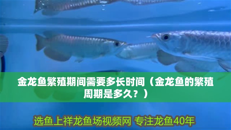 金龍魚繁殖期間需要多長時間（金龍魚的繁殖周期是多久？）