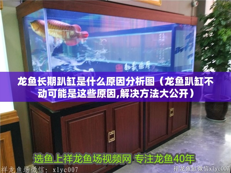 龍魚長期趴缸是什么原因分析圖（龍魚趴缸不動可能是這些原因,解決方法大公開）