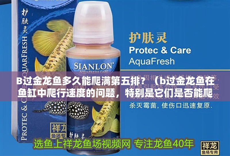 B過金龍魚多久能爬滿第五排？（b過金龍魚在魚缸中爬行速度的問題，特別是它們是否能爬滿魚缸）