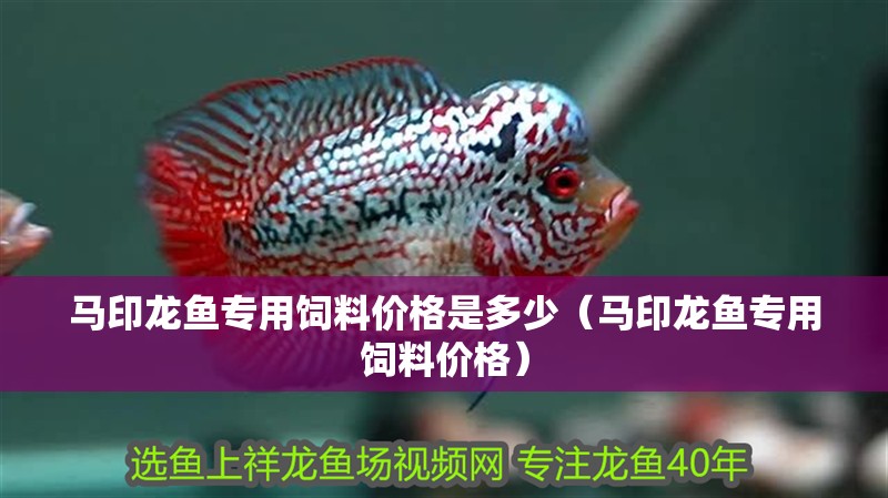 馬印龍魚專用飼料價格是多少（馬印龍魚專用飼料價格）