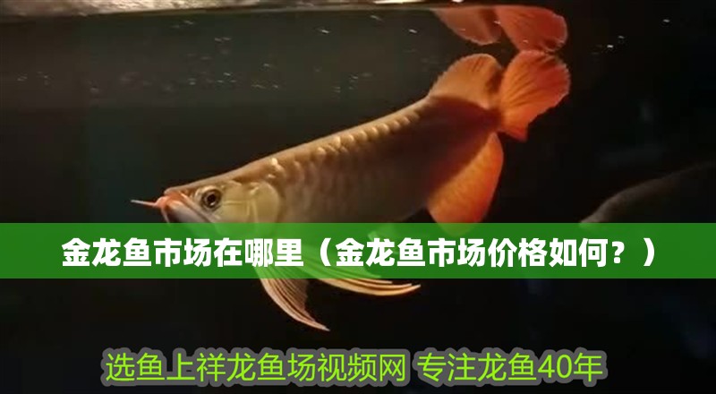 金龍魚市場在哪里（金龍魚市場價格如何？）