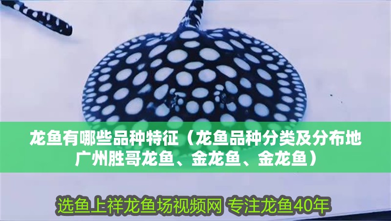 龍魚有哪些品種特征（龍魚品種分類及分布地廣州勝哥龍魚、金龍魚、金龍魚）