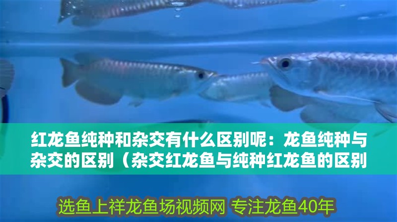 紅龍魚純種和雜交有什么區(qū)別呢：龍魚純種與雜交的區(qū)別（雜交紅龍魚與純種紅龍魚的區(qū)別） 紅龍魚純種和雜交有什么區(qū)別呢：龍魚純種與雜交的區(qū)別（雜交紅龍魚與純種紅龍魚的區(qū)別） 水族問答