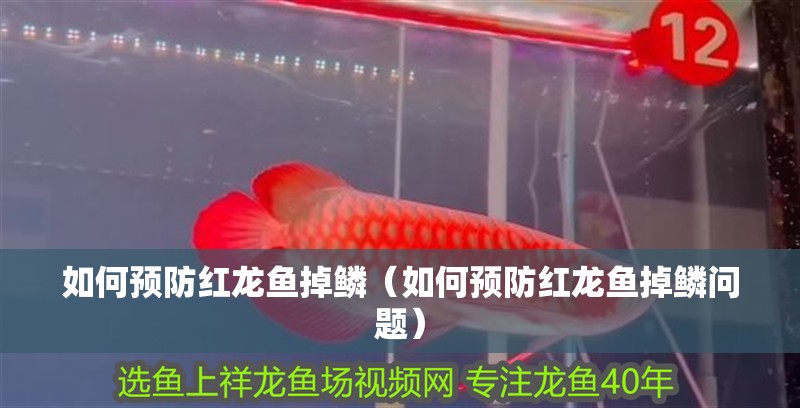 如何預(yù)防紅龍魚掉鱗（如何預(yù)防紅龍魚掉鱗問題）