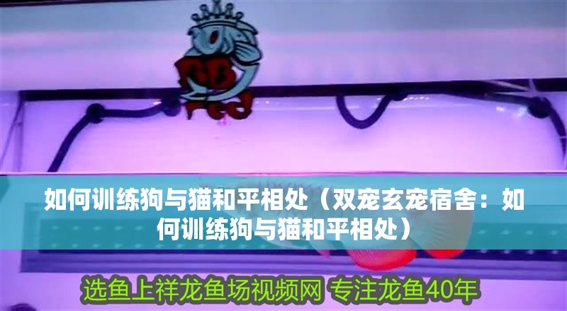 如何訓(xùn)練狗與貓和平相處（雙寵玄寵宿舍：如何訓(xùn)練狗與貓和平相處）