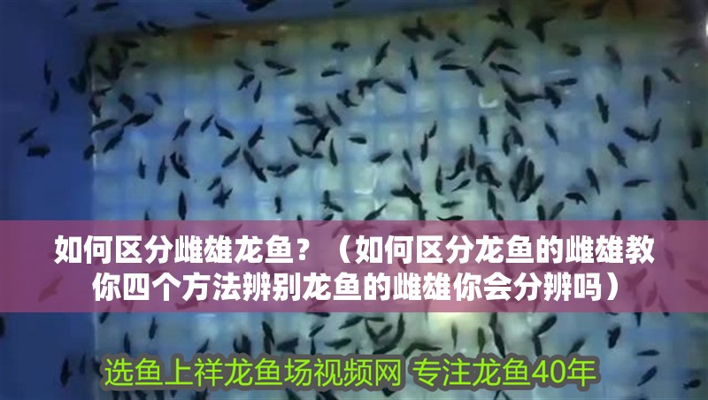 如何區分雌雄龍魚？（如何區分龍魚的雌雄教你四個方法辨別龍魚的雌雄你會分辨嗎）