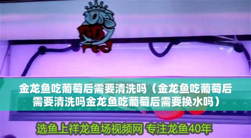 金龍魚吃葡萄后需要清洗嗎（金龍魚吃葡萄后需要清洗嗎金龍魚吃葡萄后需要換水嗎）