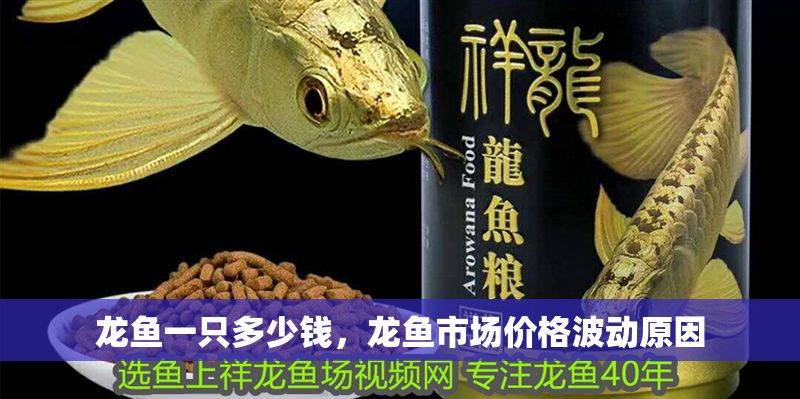 龍魚一只多少錢，龍魚市場價格波動原因