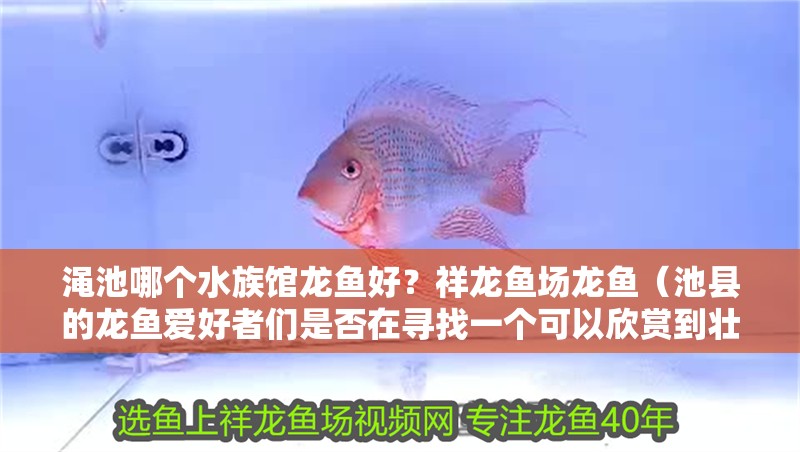 澠池哪個水族館龍魚好？祥龍魚場龍魚（池縣的龍魚愛好者們是否在尋找一個可以欣賞到壯觀龍魚表演的地方）