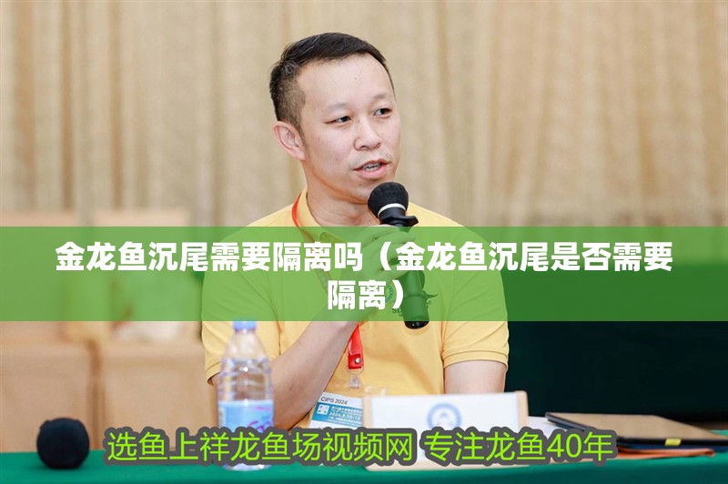 金龍魚沉尾需要隔離嗎（金龍魚沉尾是否需要隔離）