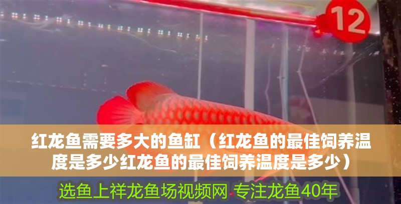 紅龍魚需要多大的魚缸（紅龍魚的最佳飼養溫度是多少紅龍魚的最佳飼養溫度是多少）