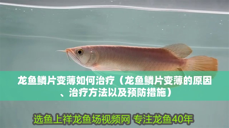 龍魚鱗片變薄如何治療（龍魚鱗片變薄的原因、治療方法以及預(yù)防措施）