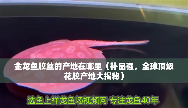 金龍魚膠絲的產地在哪里（補品強，全球頂級花膠產地大揭秘）