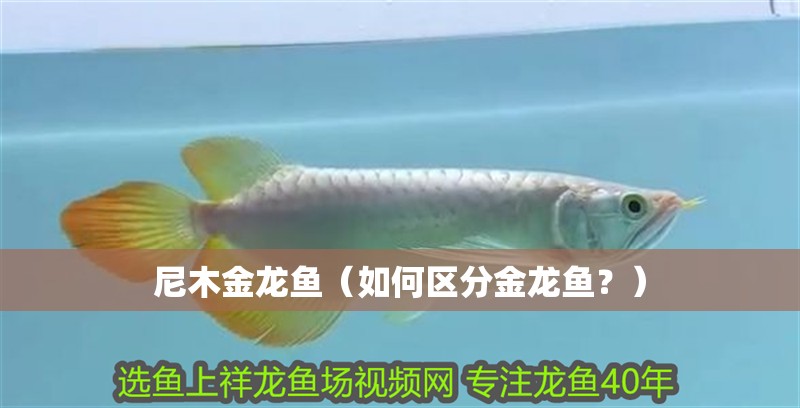<strong><mark>尼木</mark></strong>金龍魚（如何區分金龍魚？）