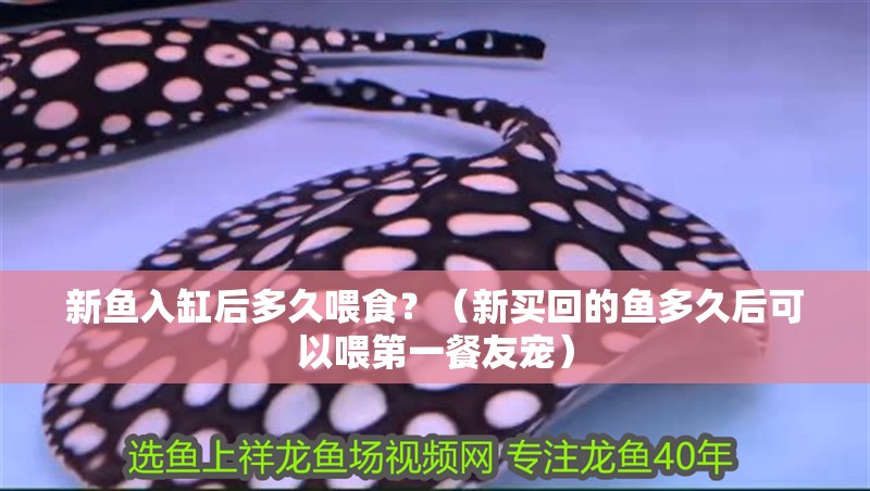 新魚入缸后多久喂食？（新買回的魚多久后可以喂第一餐友寵）