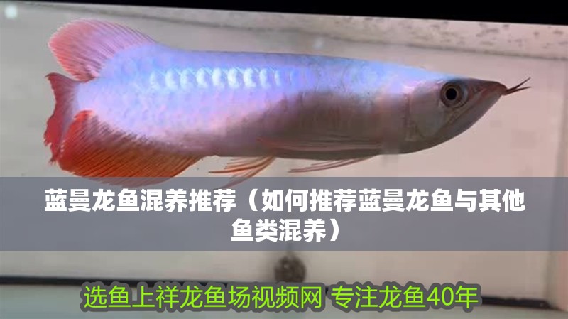 藍曼龍魚混養推薦（如何推薦藍曼龍魚與其他魚類混養） 藍曼龍魚混養推薦（如何推薦藍曼龍魚與其他魚類混養） 龍魚百科