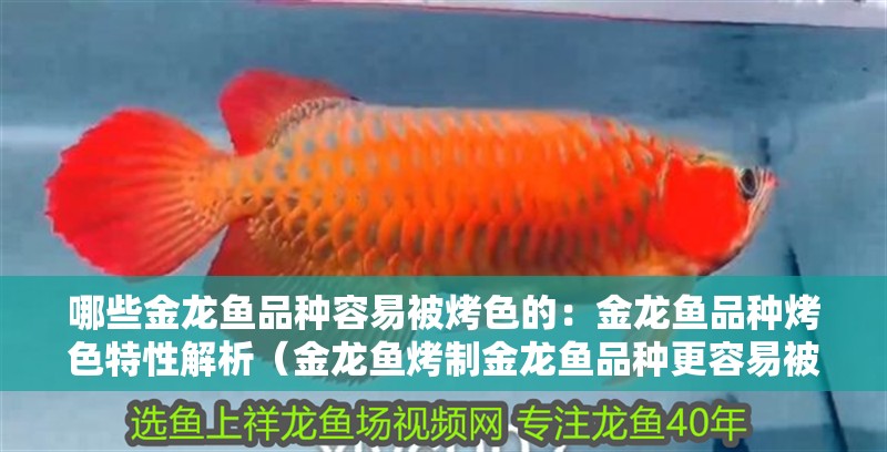 哪些金龍魚(yú)品種容易被烤色的：金龍魚(yú)品種烤色特性解析（金龍魚(yú)烤制金龍魚(yú)品種更容易被烤出誘人的色澤）