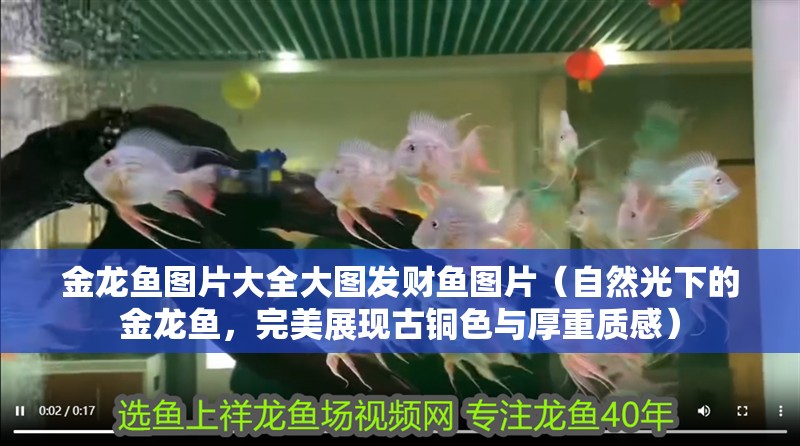 金龍魚圖片大全大圖發財魚圖片（自然光下的金龍魚，完美展現古銅色與厚重質感）
