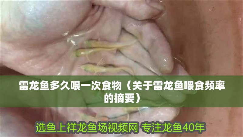 雷龍魚多久喂一次食物（關于雷龍魚喂食頻率的摘要）