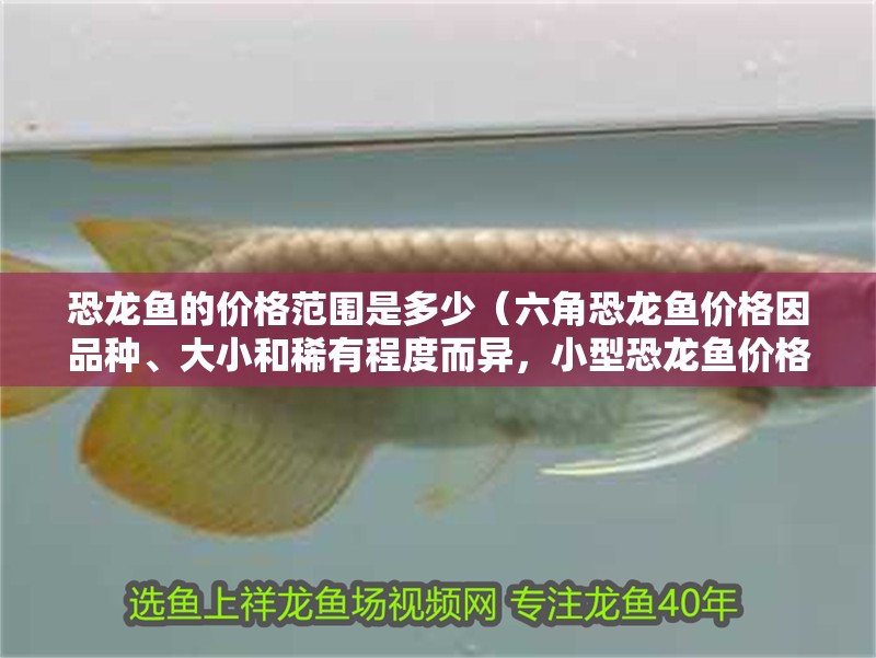 恐龍魚的價(jià)格范圍是多少（六角恐龍魚價(jià)格因品種、大小和稀有程度而異，小型恐龍魚價(jià)格在10美元之間）