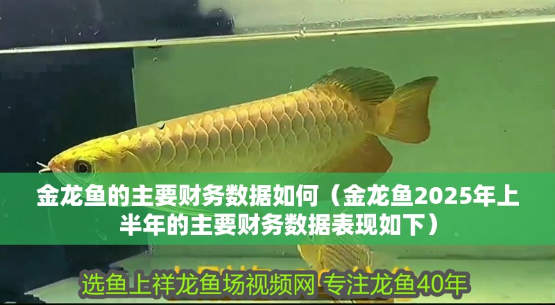 金龍魚的主要財務數據如何（金龍魚2025年上半年的主要財務數據表現如下） 金龍魚的主要財務數據如何（金龍魚2025年上半年的主要財務數據表現如下） 龍魚百科