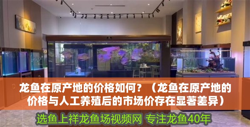 龍魚在原產地的價格如何？（龍魚在原產地的價格與人工養殖后的市場價存在顯著差異）
