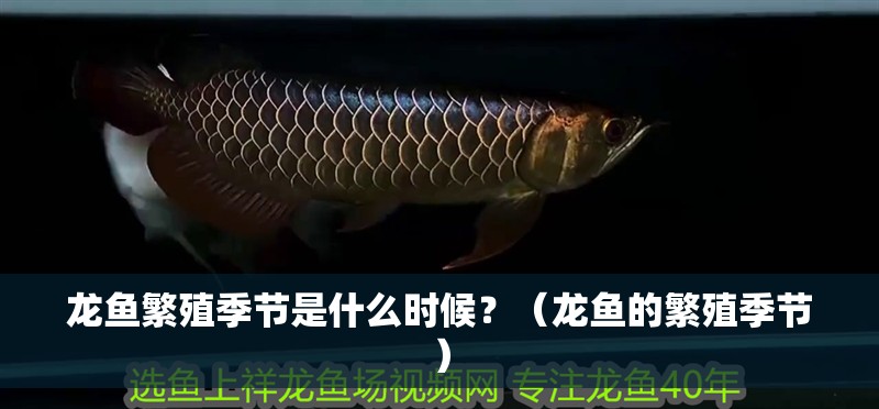 龍魚繁殖季節是什么時候？（龍魚的繁殖季節）