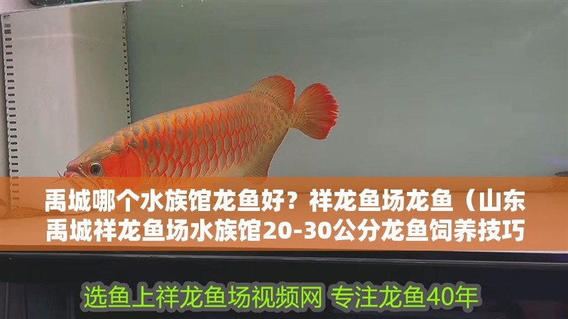 龍魚怕什么 禹城哪個水族館龍魚好?祥龍魚場龍魚(山東禹城祥龍魚場水族館20-30公分龍魚飼養(yǎng)技巧與注意事項) 龍魚百科 禹城哪個水族館龍魚好?祥龍魚場龍魚(山東禹城祥龍魚場水族館20-30公分龍魚飼養(yǎng)技巧與注意事項) 禹城哪個水族館龍魚好?祥龍魚場龍魚(山東禹城祥龍魚場水族館20-30公分龍魚飼養(yǎng)技巧與注意事項) 龍魚百科