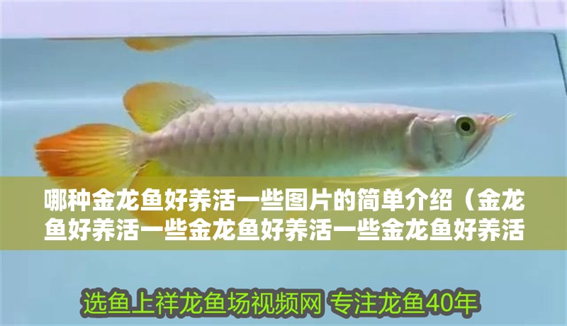 哪種金龍魚好養活一些圖片的簡單介紹（金龍魚好養活一些金龍魚好養活一些金龍魚好養活一些） 哪種金龍魚好養活一些圖片的簡單介紹（金龍魚好養活一些金龍魚好養活一些金龍魚好養活一些） 觀賞魚百科