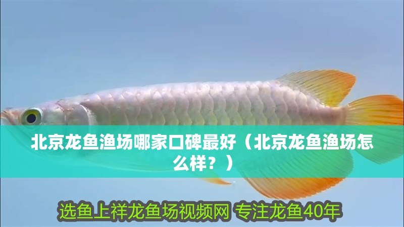 北京龍魚漁場哪家口碑最好（北京龍魚漁場怎么樣？）