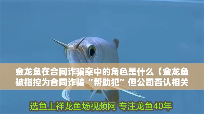 金龍魚在合同詐騙案中的角色是什么（金龍魚被指控為合同詐騙“幫助犯”但公司否認相關指控）