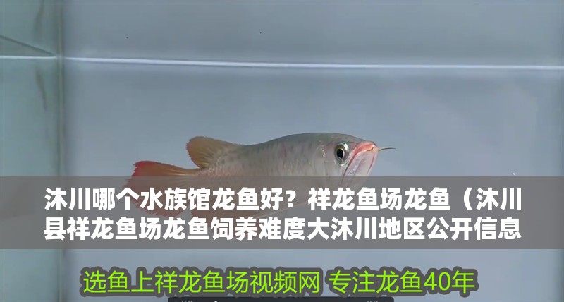 紅龍魚用黃燈烤有用嗎 沐川哪個水族館龍魚好?祥龍魚場龍魚(沐川縣祥龍魚場龍魚飼養(yǎng)難度大沐川地區(qū)公開信息中未提及本地水族館) 龍魚百科 沐川哪個水族館龍魚好?祥龍魚場龍魚(沐川縣祥龍魚場龍魚飼養(yǎng)難度大沐川地區(qū)公開信息中未提及本地水族館) 沐川哪個水族館龍魚好?祥龍魚場龍魚(沐川縣祥龍魚場龍魚飼養(yǎng)難度大沐川地區(qū)公開信息中未提及本地水族館) 龍魚百科