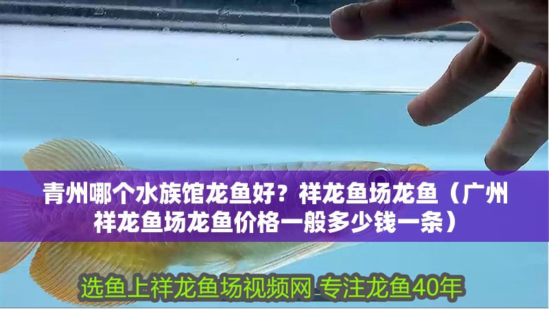 <strong><mark>青州</mark></strong>哪個水族館龍魚好？祥龍魚場龍魚（廣州祥龍魚場龍魚價格一般多少錢一條）