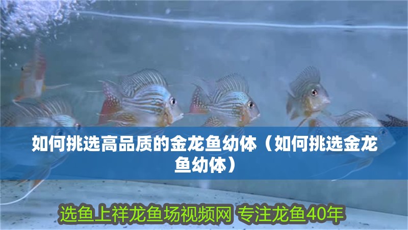 詳細(xì)閱讀:如何挑選高品質(zhì)的金龍魚幼體(如何挑選金龍魚幼體) 如何挑選高品質(zhì)的金龍魚幼體(如何挑選金龍魚幼體)