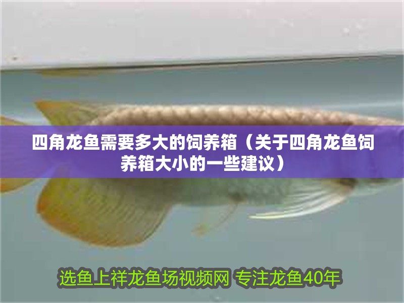 四角龍魚需要多大的飼養箱（關于四角龍魚飼養箱大小的一些建議）