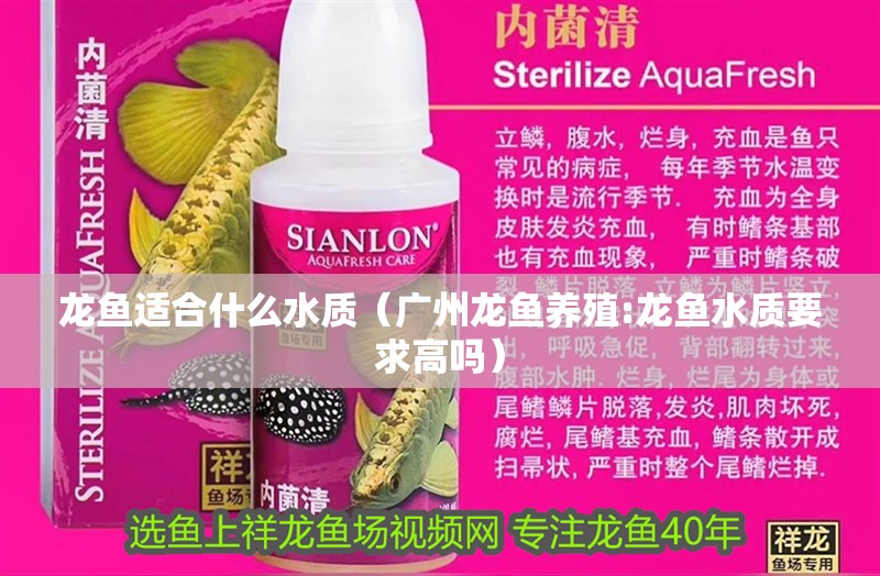 龍魚適合什么水質(zhì)（廣州龍魚養(yǎng)殖:龍魚水質(zhì)要求高嗎）