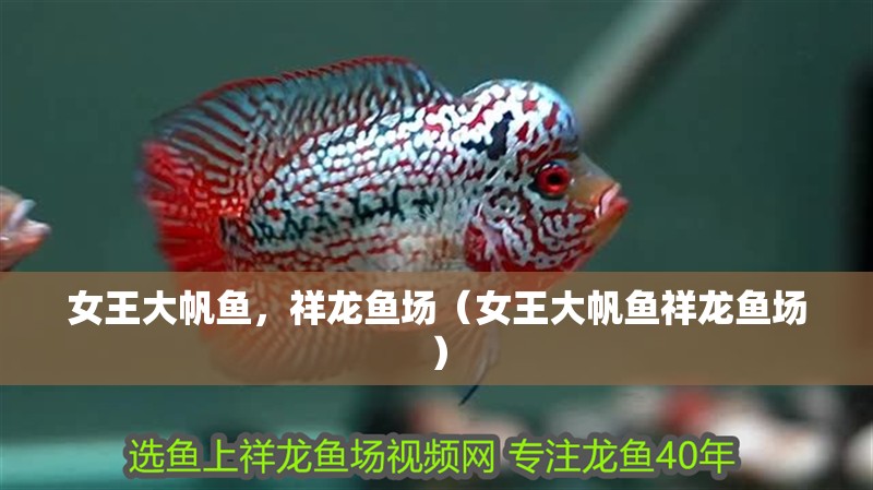 女王大帆魚，祥龍魚場（女王大帆魚祥龍魚場）