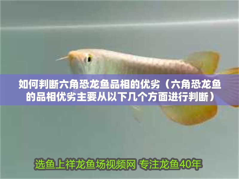 如何判斷六角恐龍魚品相的優劣（六角恐龍魚的品相優劣主要從以下幾個方面進行判斷）