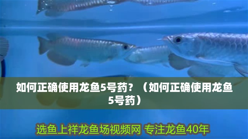 如何正確使用龍魚5號藥？（如何正確使用龍魚5號藥）