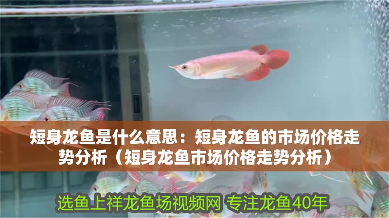 短身龍魚(yú)是什么意思：短身龍魚(yú)的市場(chǎng)價(jià)格走勢(shì)分析（短身龍魚(yú)市場(chǎng)價(jià)格走勢(shì)分析） 短身龍魚(yú)是什么意思：短身龍魚(yú)的市場(chǎng)價(jià)格走勢(shì)分析（短身龍魚(yú)市場(chǎng)價(jià)格走勢(shì)分析） 水族問(wèn)答